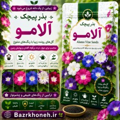 بذر پیچک آلامو  اورجینال