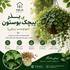 بذر پیچک بوستون / موچسب زینتی