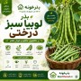 لوبیا سبز درختی