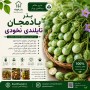 بذر بادمجان تایلندی نخودی
